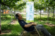 경산시 지심농원, 포도나무 그늘 아래서 팜파티