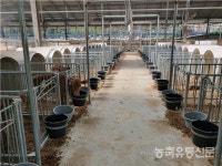 송아지 생존율 높이는 관리 눈길