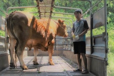 역대급 슈퍼한우 경신