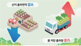 [7월 농업관측] 평년 대비 배추·무 출하량 각각 감소·유지