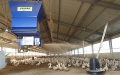 오리사육 휴지기제 시행지침 언제 나오나