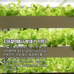 [카드뉴스]벽에서 기르는 채소? 수직농장