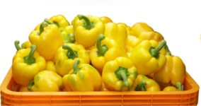 사계절하우스 생산 파프리카 도매시장서 합격점