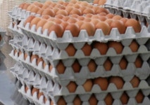 김밥 전문점 식중독 사고 원인 명확히 밝혀야