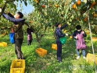 농촌 일손돕기 일석삼조(一石三鳥)