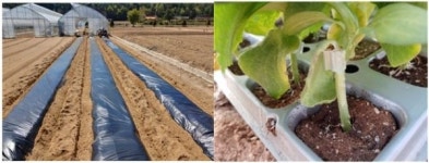 최재관의 귀촌일기(歸村日記)-(6)