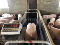 아버지 아성 넘어 차세대 양돈리더가 되겠습니다