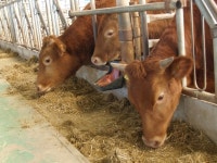 한우협회가 만든 사료로 등급 훌쩍 농가 웃음꽃