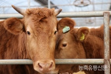 [한우 2022년 이슈 분석]  한우 안갯속···임인년(壬寅年) 축산업 키워드 혼돈