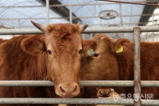 [현장탐방-김병호 능굴농장 대표] 소만 봐도 귀표 번호가 술술