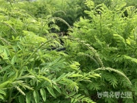 약용식물 고삼의 간 보호 효과 확인