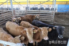 사료 레시피의 마법 한우 입맛 저격 사료에도 셰프가 있다···김영길 아침목장 대표