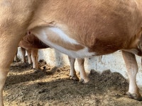 [현장탐방]한우농가 베네핏 토종가축인정제도