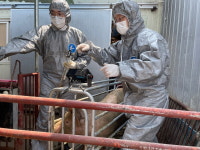 [생생현장-종돈개량 검정]개량이 만드는 신세계(新世界)