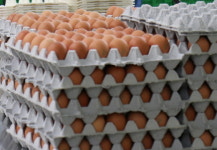 계란 식중독 발생과 관련 적어…보관환경 중요