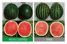 팜한농 신품종 수박 씨드리스그린프라임 호평