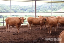 [박사골농장 김삼기 대표] 한우농장 얼리어답터···축산의 미래를 그리다