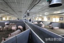 돼지표 러브하우스···선진 리모델링 최신식 농장 구현 오름율면