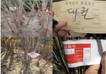 국립종자원 서부지원, 상반기 과수묘목 종자유통조사 단속 실시