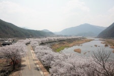 무주군, 금강과 남대천 따라 이어지는 벚꽃 길 장관