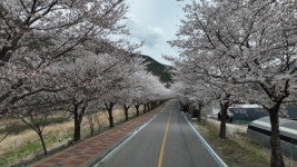 무주군, 꽃비 내리는 무주에서 환상벚꽃 만끽