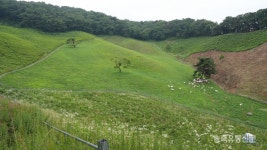 [22년 산양과 동고동락 김운혁 하늘목장 대표] 저희가 엄마 아빠인 줄 알아요···공존의 축산을 꿈꾸다