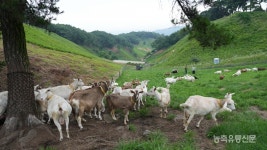 [22년 산양과 동고동락 김운혁 하늘목장 대표] 저희가 엄마 아빠인 줄 알아요···공존의 축산을 꿈꾸다