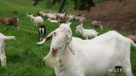 [22년 산양과 동고동락 김운혁 하늘목장 대표] 저희가 엄마 아빠인 줄 알아요···공존의 축산을 꿈꾸다