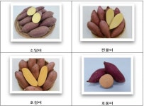 고인돌무장고구마작목반영농조합법인 | 농진원, 국산 고구마 무병묘 공급 확대 나서