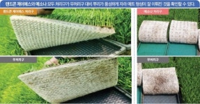 벼 육묘관리, 랜드콘 및 메소나