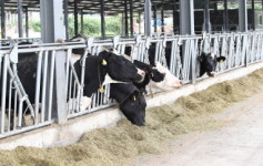 농진청, 낙농가 생산비 절감 방안 마련
