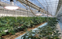 전남농기원, 무화과 브랜드화 기술 개발·보급 본격화