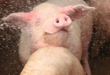 축산농가 바이오가스 생산의무 제외법안, 축산업계 환영