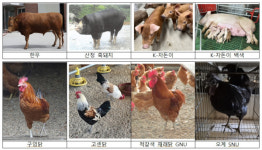 농진청, 국내 가축유전자원 국제 정보시스템 신규 등재
