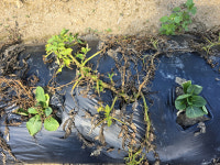 [현장 특집] 지속가능한 고랭지 채소 생산 기반 확보 방안은...