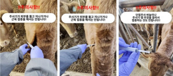 한우 럼피스킨 백신접종, 인공수정 14일전 수태율 안정화