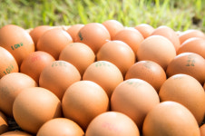 농식품부, 신선란 471만 개 추가 수입