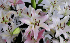 농진청, 원예식물 치유 효과 입증