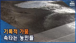 기록적 가뭄... 속타는 농민들