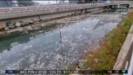 (속보)물고기 집단 폐사 동삼해수천...오염물 탓 잠정 결론