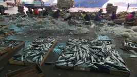 공동어시장, 위판액 3800억 돌파 전망..13년 만 최대