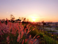 함평, 주포한옥마을에 억새밸리존 조성