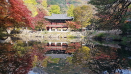 백양사 애기단풍축제 <포토>