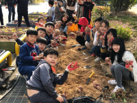 광양동초 학생들 직접 심은 고구마 수확했어요