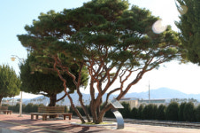 화순역 명품 소나무 새 이름 얻다