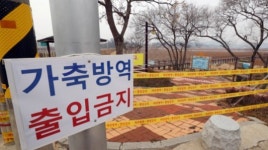 AI, 전남 나주 종오리 농가 고원성 AI 확진