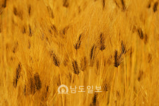 장성군, 고소득 옐로우푸드로 황금찰보리 꼭 찍었다