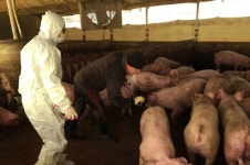 김포 돼지 구제역, A형 구제역 국내 첫 발생…방역 비상