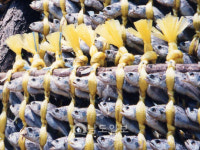 <12>전남 수산물 유통·가공 현주소