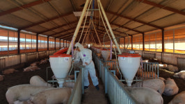 고질적 축산 악취·폐수 제로화 도전